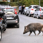 Ready your puns, references, and wordplay: Wild boars are ransacking Rome