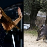 Shakira has been attacked by wild boars