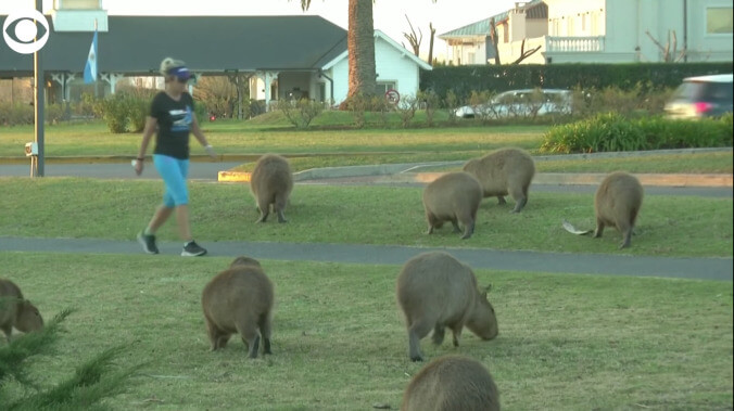 This week’s absurdist animal invasion? Some cute capybaras in Argentina