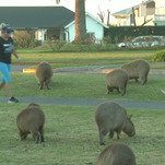 This week’s absurdist animal invasion? Some cute capybaras in Argentina