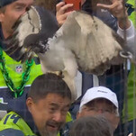 The Seattle Seahawks' actual hawk got loose and grabbed a fan's head last night