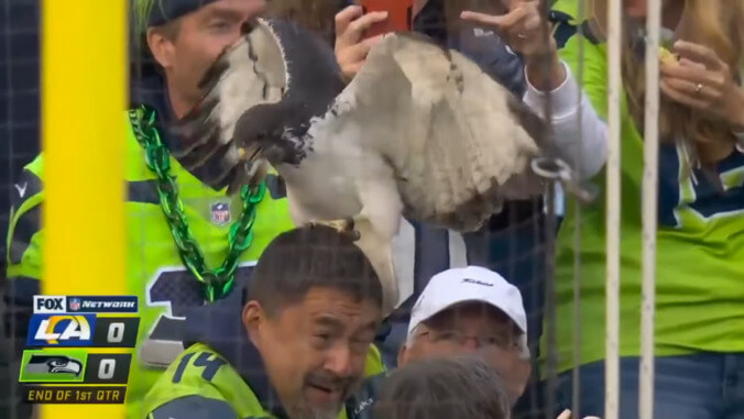 The Seattle Seahawks' actual hawk got loose and grabbed a fan's head last night