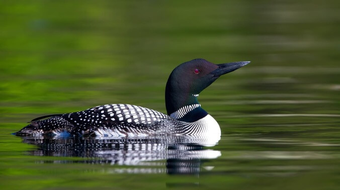 A look at why the loon's call is used as TV and movies' go-to wilderness sound effect