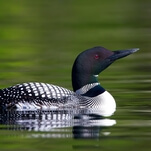 A look at why the loon's call is used as TV and movies' go-to wilderness sound effect