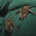 Happy Halloween: A bat might win New Zealand's annual Bird Of The Year contest