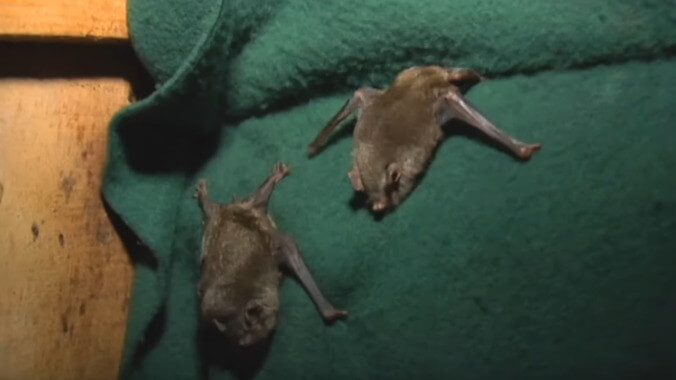 Happy Halloween: A bat might win New Zealand's annual Bird Of The Year contest