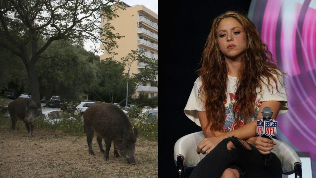 Shakira laments unhelpful boar attack bystanders