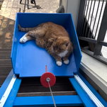 Guy builds staircase elevator to help his elderly cat enjoy outdoor sunbathing