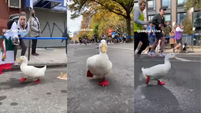 A duck ran in the New York City Marathon, and it wore little duck shoes while doing so