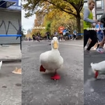 A duck ran in the New York City Marathon, and it wore little duck shoes while doing so