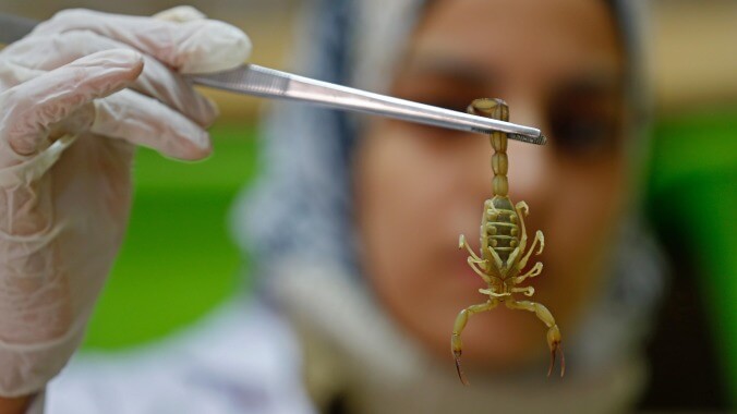 Climate change is literally just throwing scorpion plagues at us now