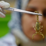 Climate change is literally just throwing scorpion plagues at us now