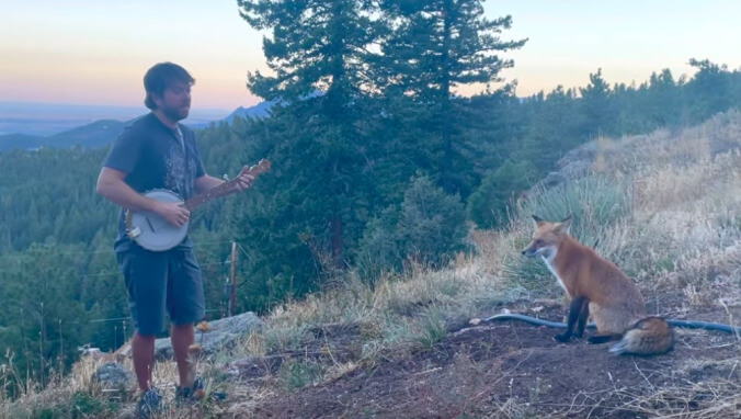 Just a banjo player serenading a wild fox