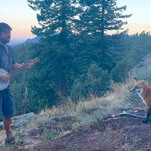 Just a banjo player serenading a wild fox