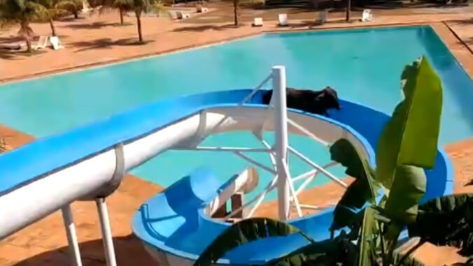 Cow escapes ranch, heads to resort, gets stuck on a waterslide