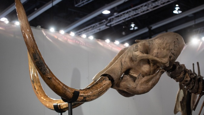 Scientists find mammoth tusk preserved at the bottom of the ocean