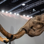 Scientists find mammoth tusk preserved at the bottom of the ocean