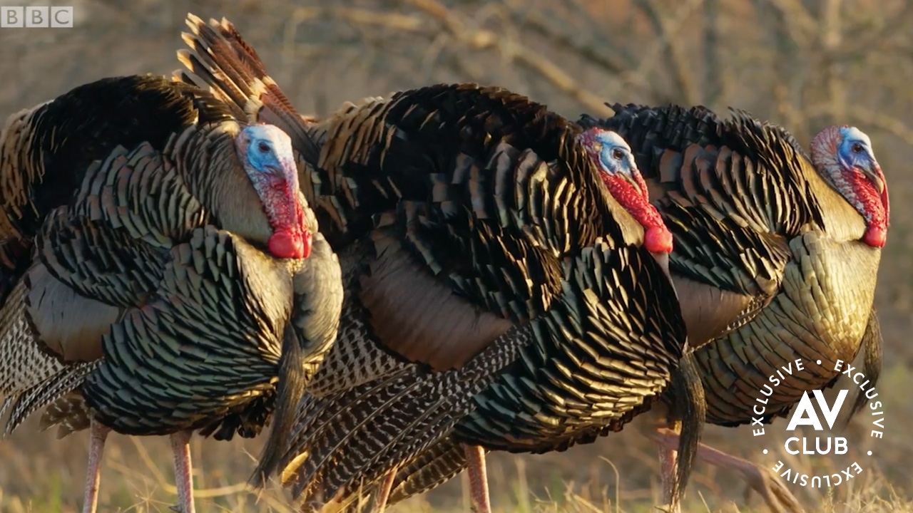 Turkeys make great wingmen in this Mating Game finale exclusive clip