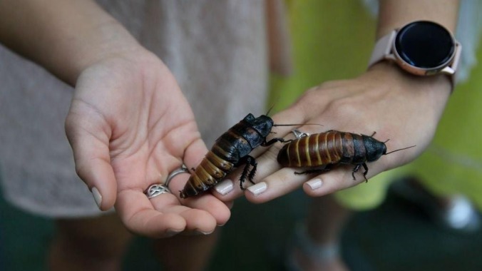 And now, the heartwarming story of a man who realized a cockroach was living in his ear