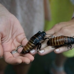 And now, the heartwarming story of a man who realized a cockroach was living in his ear