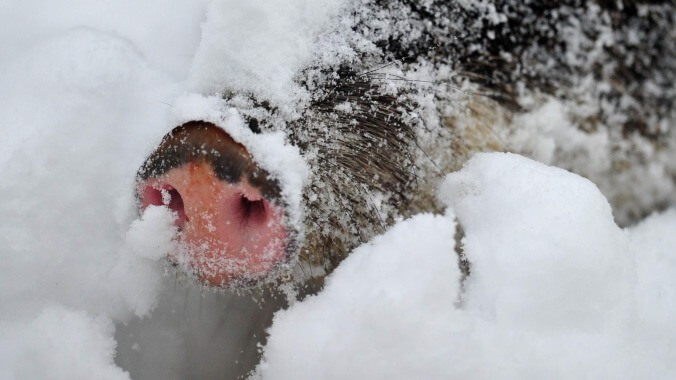 The first pig-to-human heart transplant required just the teensiest bit of cocaine