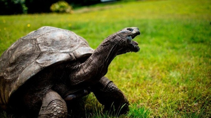 Meet Jonathan, the 190-year-old bisexual giant tortoise