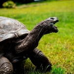 Meet Jonathan, the 190-year-old bisexual giant tortoise