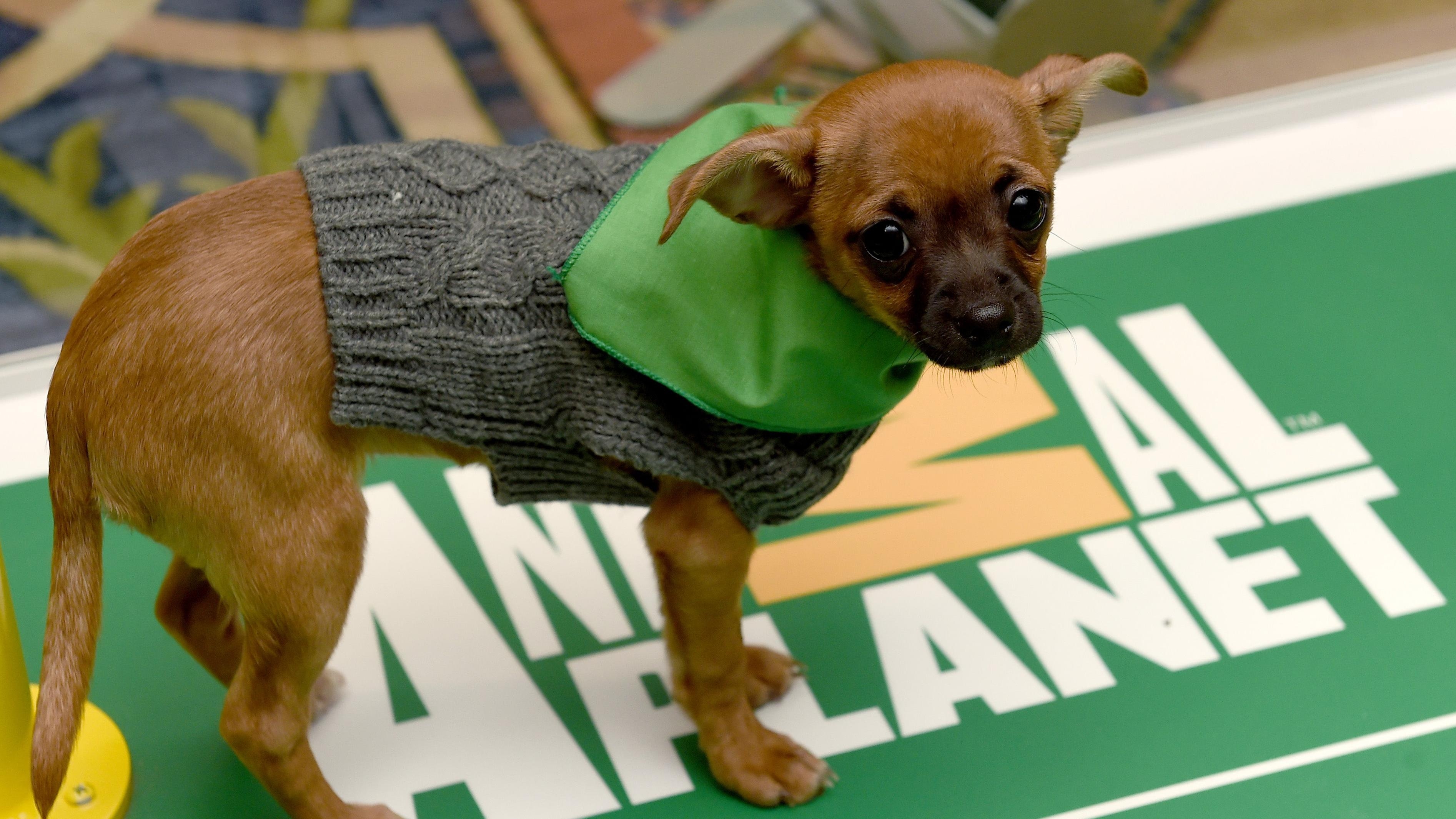 Here’s what you need to know about Puppy Bowl 2022