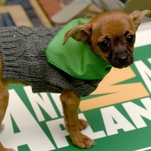 Here’s what you need to know about Puppy Bowl 2022