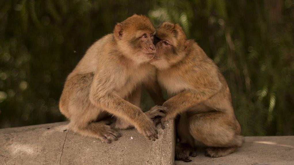 British animal sanctuary hires Marvin Gaye impersonator to encourage some monkey mating