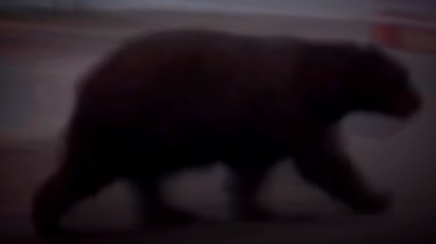 California meets its new overlord, a 500-pound bear called Hank The Tank