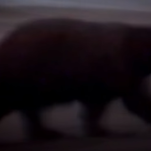 California meets its new overlord, a 500-pound bear called Hank The Tank