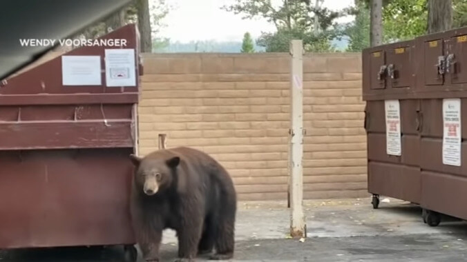 Enormous bear named Hank The Tank is actually three enormous bears we will now call Hanks The Tanks