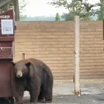 Enormous bear named Hank The Tank is actually three enormous bears we will now call Hanks The Tanks