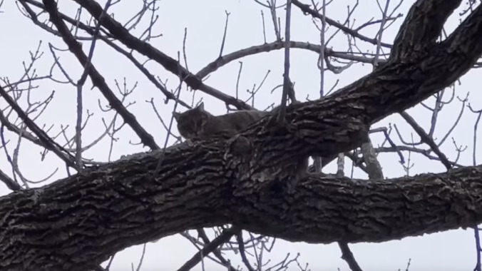 Indiana firefighters have rescued a kid from a tree who was trying to rescue a cat from a tree