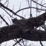 Indiana firefighters have rescued a kid from a tree who was trying to rescue a cat from a tree