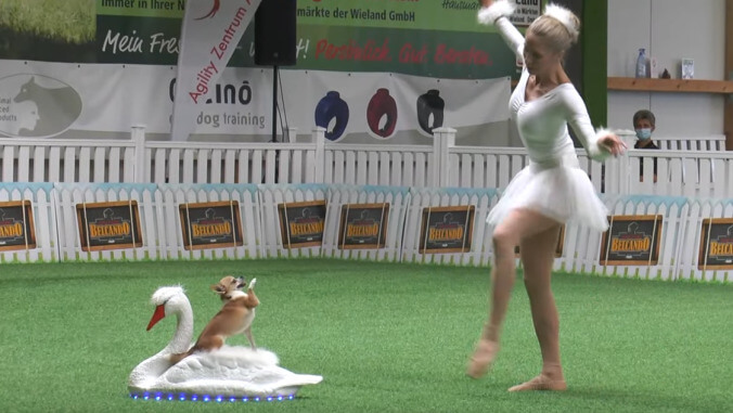 Please enjoy the graceful majesty of a chihuahua dancing to Swan Lake