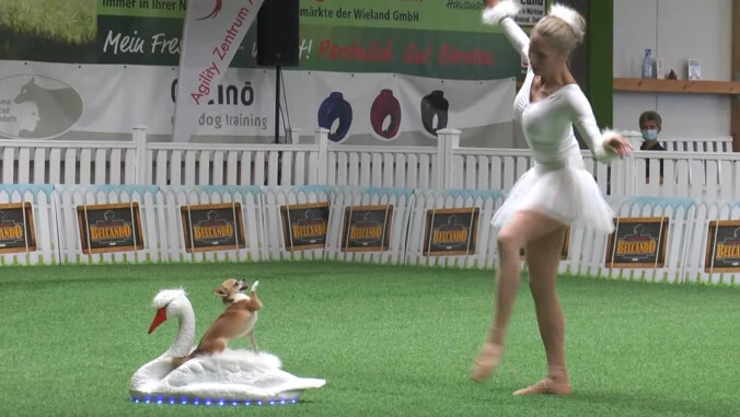 DIAMOND☆DOGS Cruising Show SWAN Please enjoy the graceful majesty of a chihuahua dancing to Swan Lake