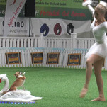 Please enjoy the graceful majesty of a chihuahua dancing to Swan Lake