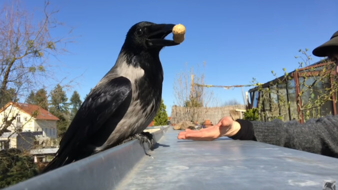 We now present a German woman's guide to befriending wild crows in four easy steps