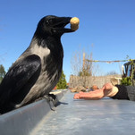 We now present a German woman's guide to befriending wild crows in four easy steps