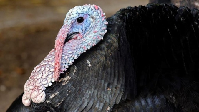 Territorial turkey terrorizes trespassing trail-walkers