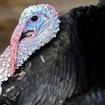 Territorial turkey terrorizes trespassing trail-walkers