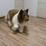 Man spends over $15K to play Rough Collie dress-up, disprove existence of a loving god