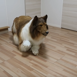 Man spends over $15K to play Rough Collie dress-up, disprove existence of a loving god