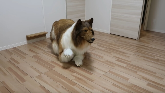 Man spends over $15K to play Rough Collie dress-up, disprove existence of a loving god