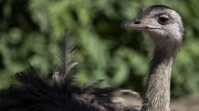 Drunk driver tries to flee jeep crash, gets detained by nearby emu