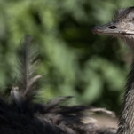 Drunk driver tries to flee jeep crash, gets detained by nearby emu