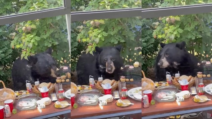 Bear swings by child’s birthday party to eat cupcakes, terrify humans