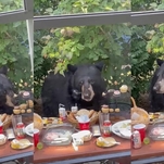 Bear swings by child's birthday party to eat cupcakes, terrify humans
